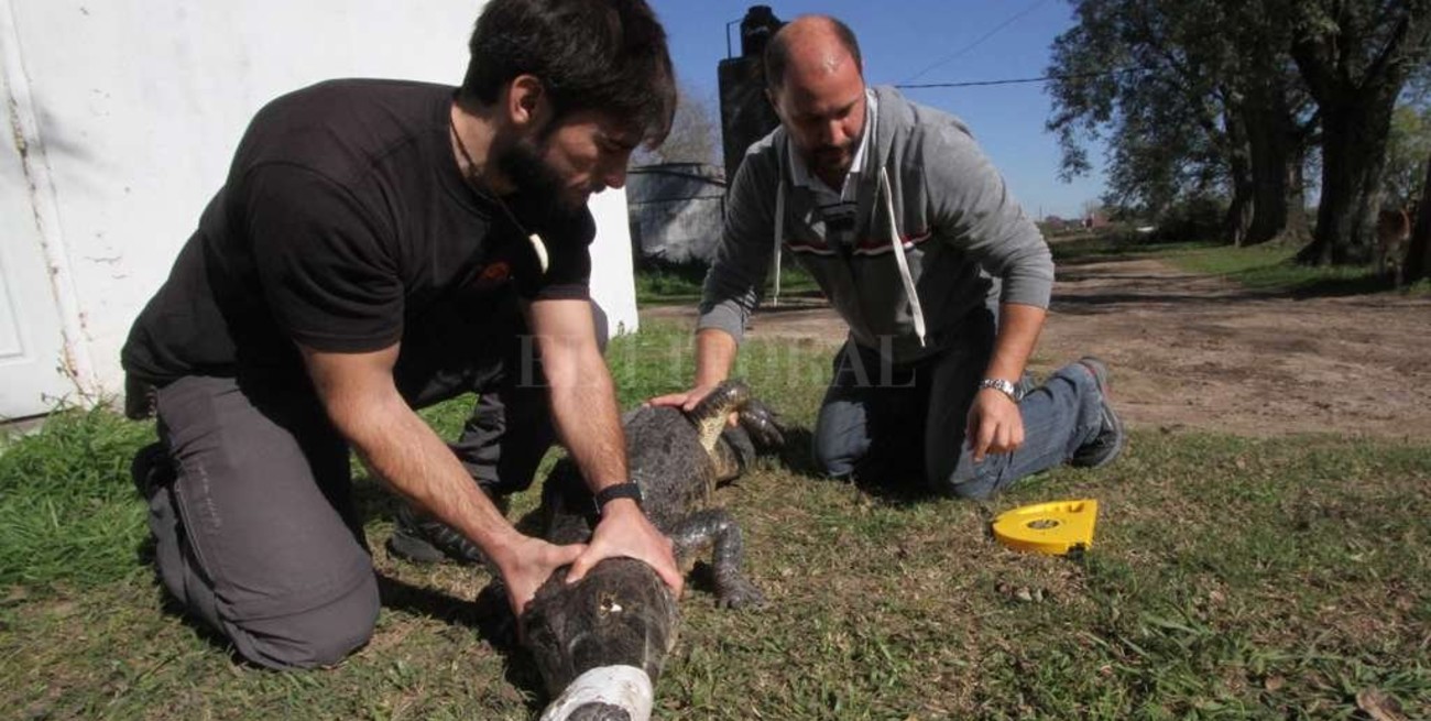 72 horas cruciales para la vida del yacaré que apareció en la Costanera