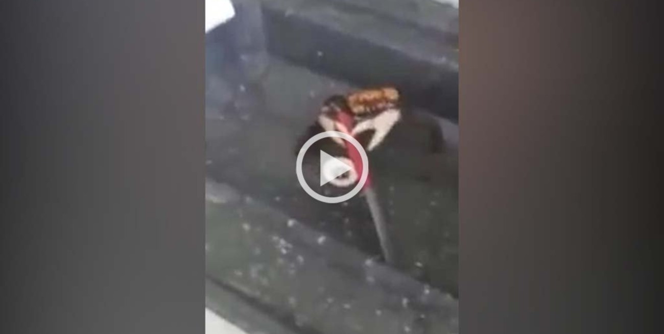 El cangrejo que se defiende con un cuchillo