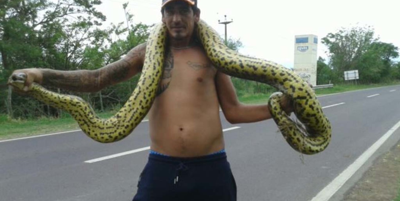 Una Curiyú suelta en Puerto Reconquista