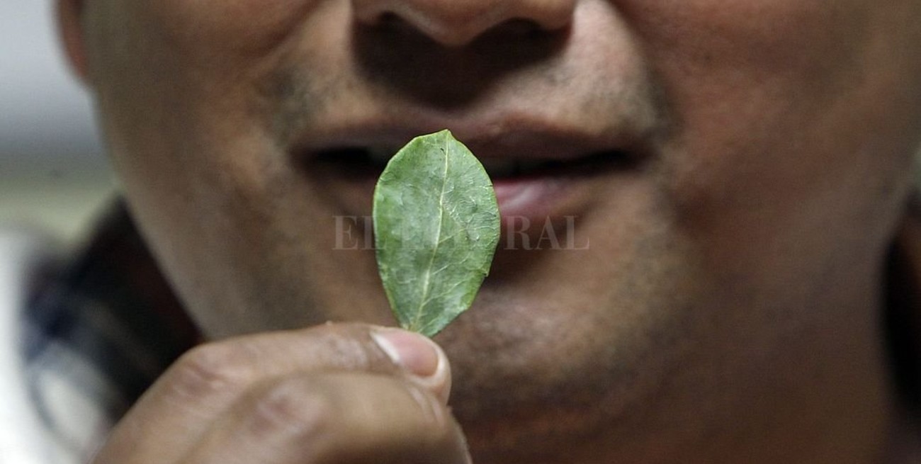 La ONU sugiere estudios sobre consumo de la hoja de coca en Bolivia