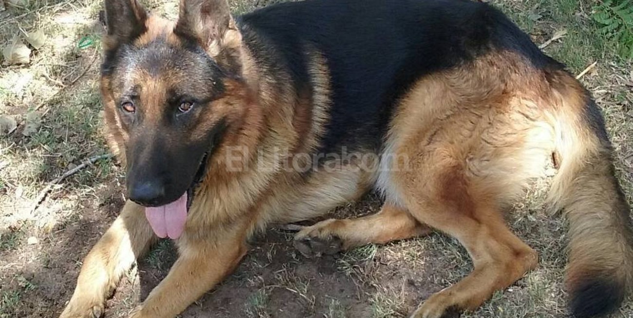 Despiden con honores a un perro policía