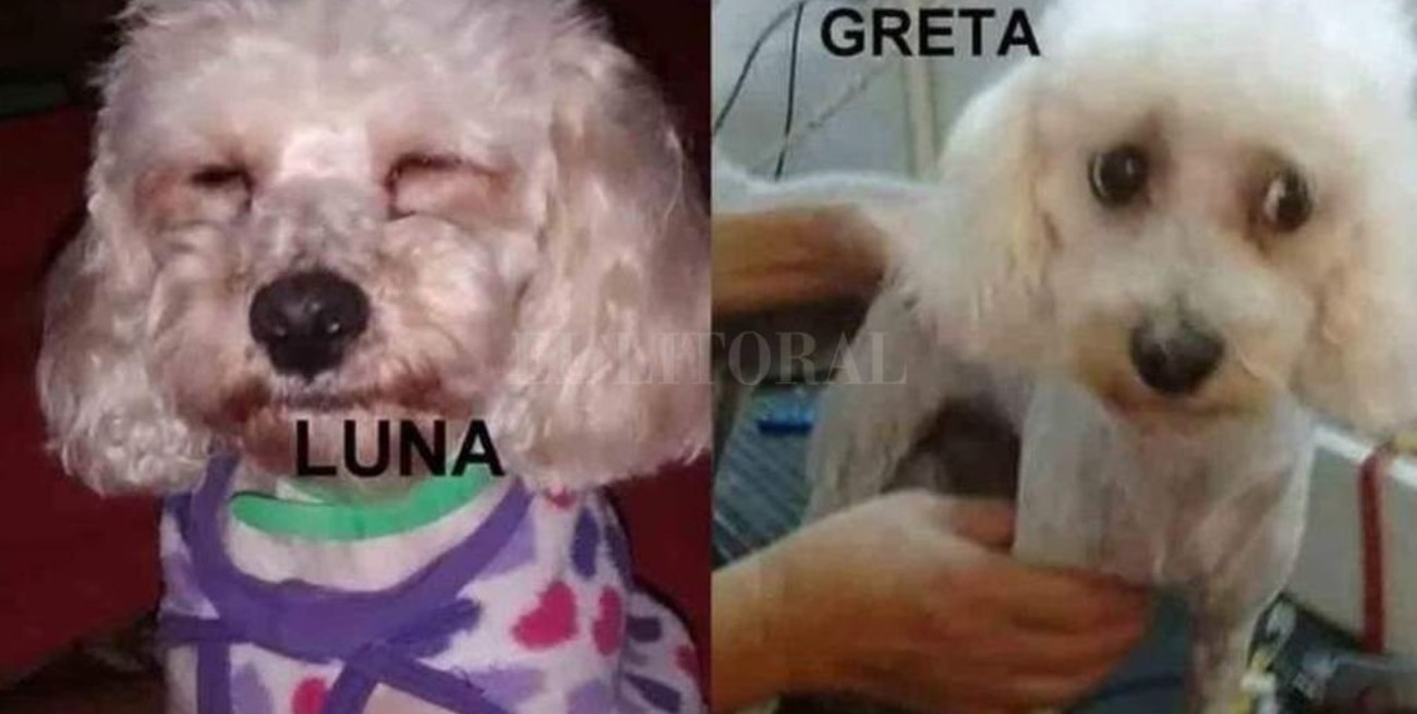 Llevó a su perra para que le corten el pelo, cuando fue a buscarla le dieron otra