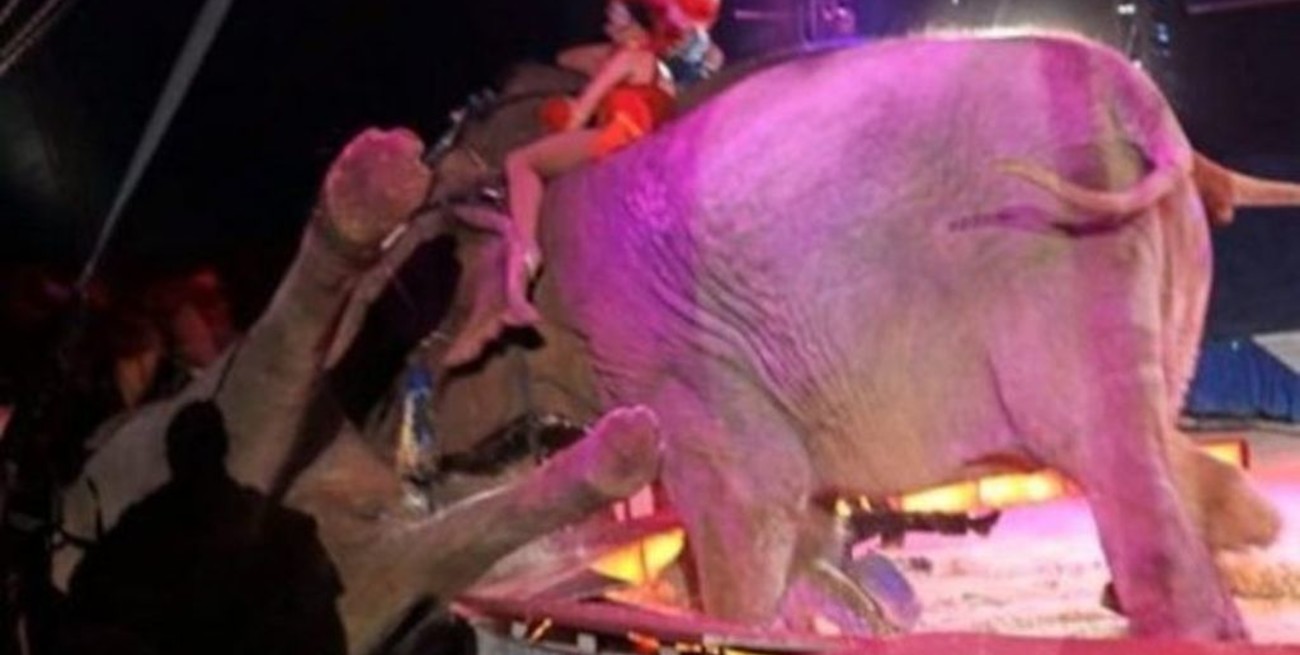 Un elefante cayó sobre el público en un circo en Alemania