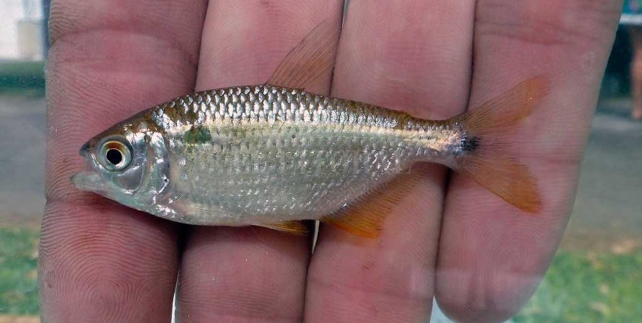 Infografía: las características de la mojarra, una especie típica de Santa Fe