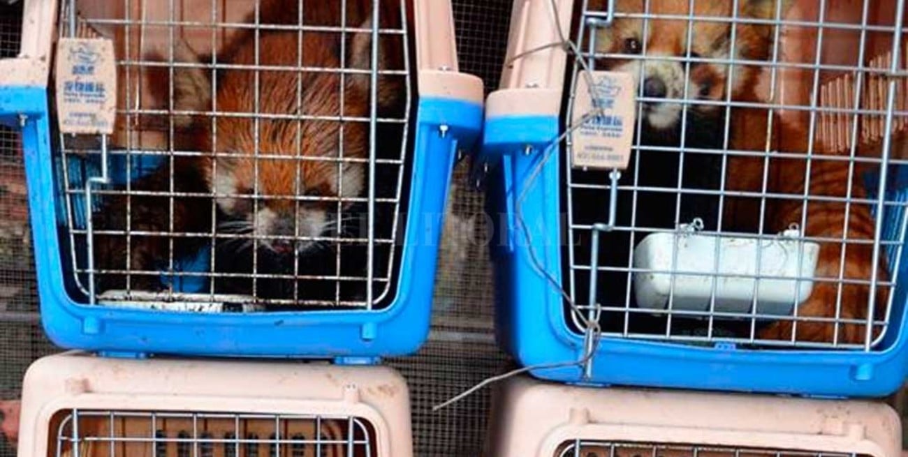 Rescatan seis pandas rojos ocultos en un camión