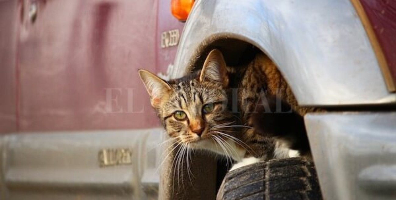 Un hábito que puede salvar a un gato