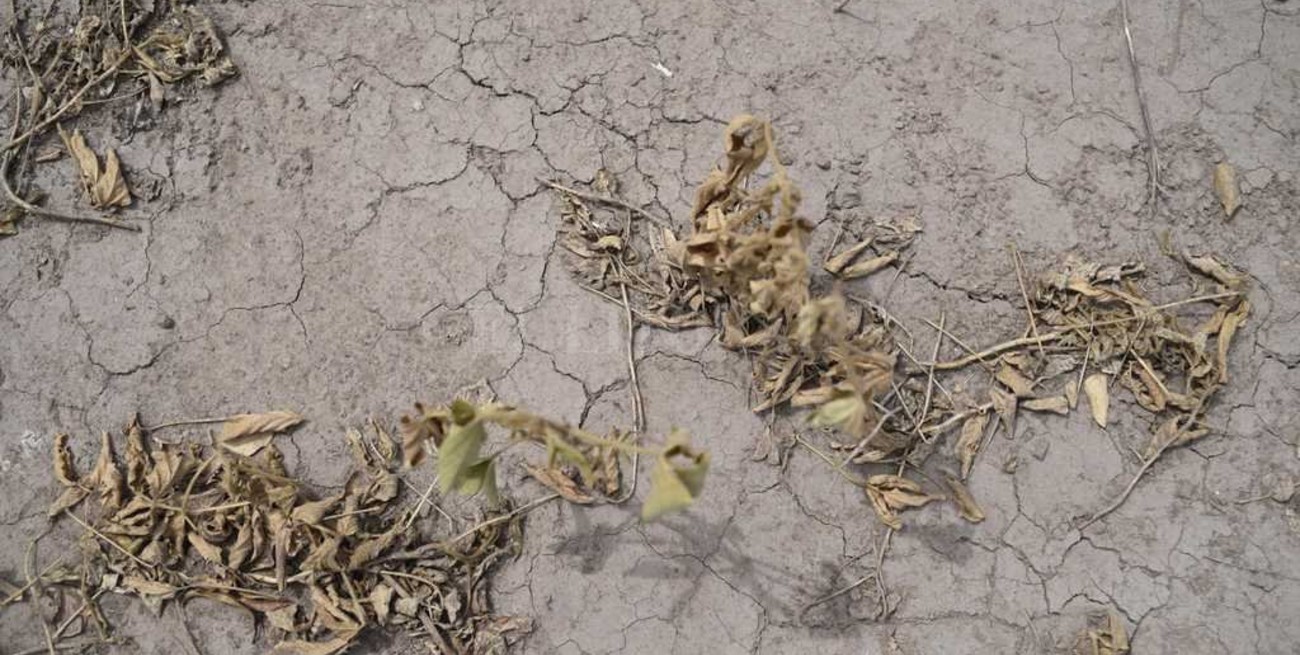 La provincia declara la emergencia agropecuaria 