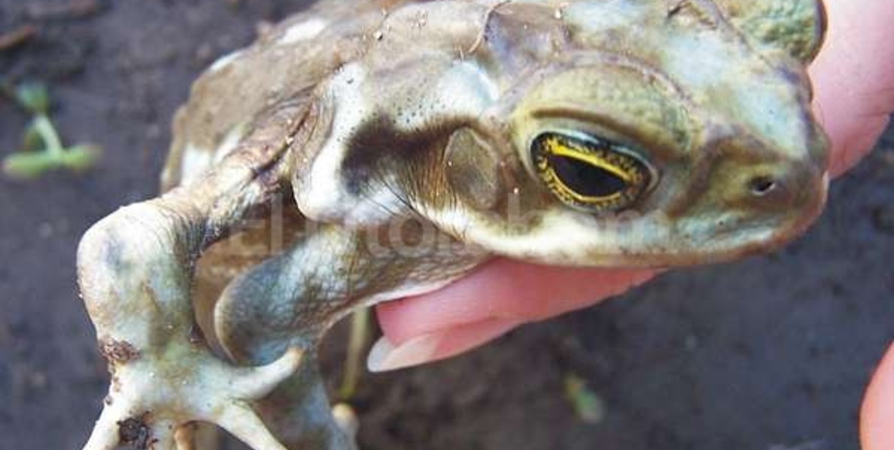 El mosquito no es parte importante de la dieta de los sapos