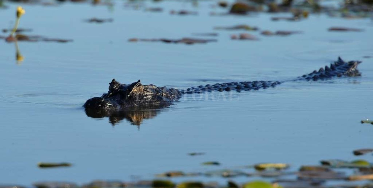Se consolida un polo de investigación de cocodrilos de relevancia mundial