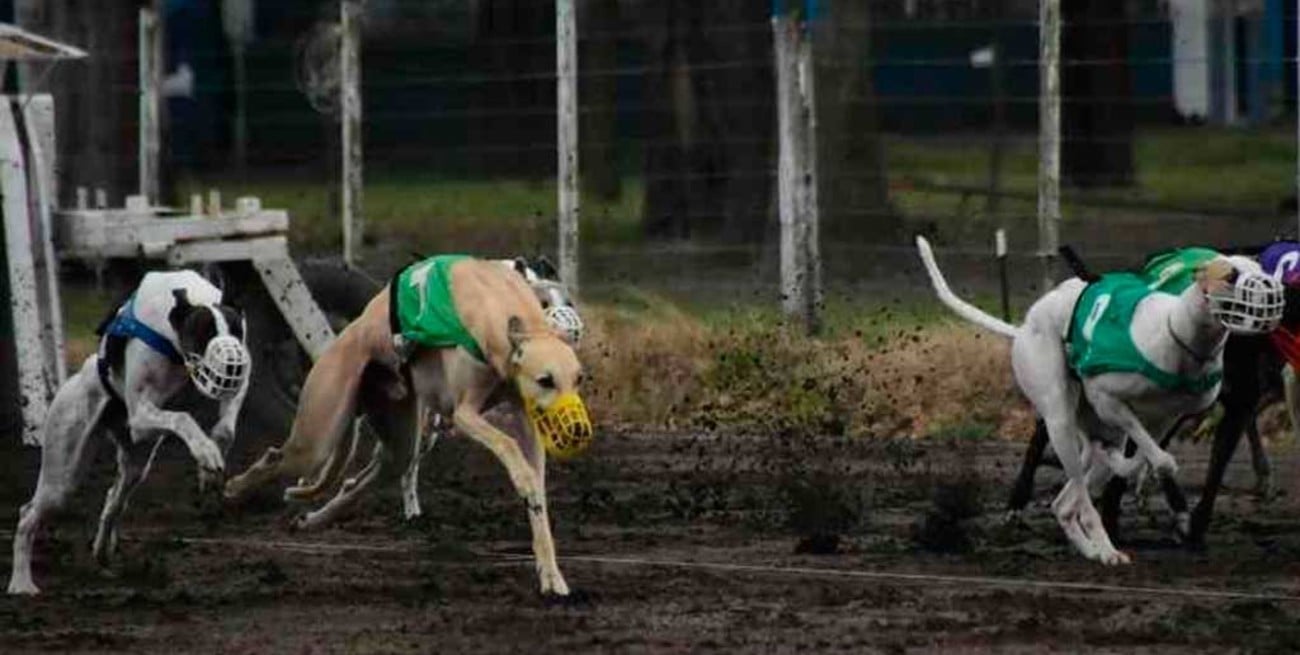 Detenidos por participar en carreras de perros