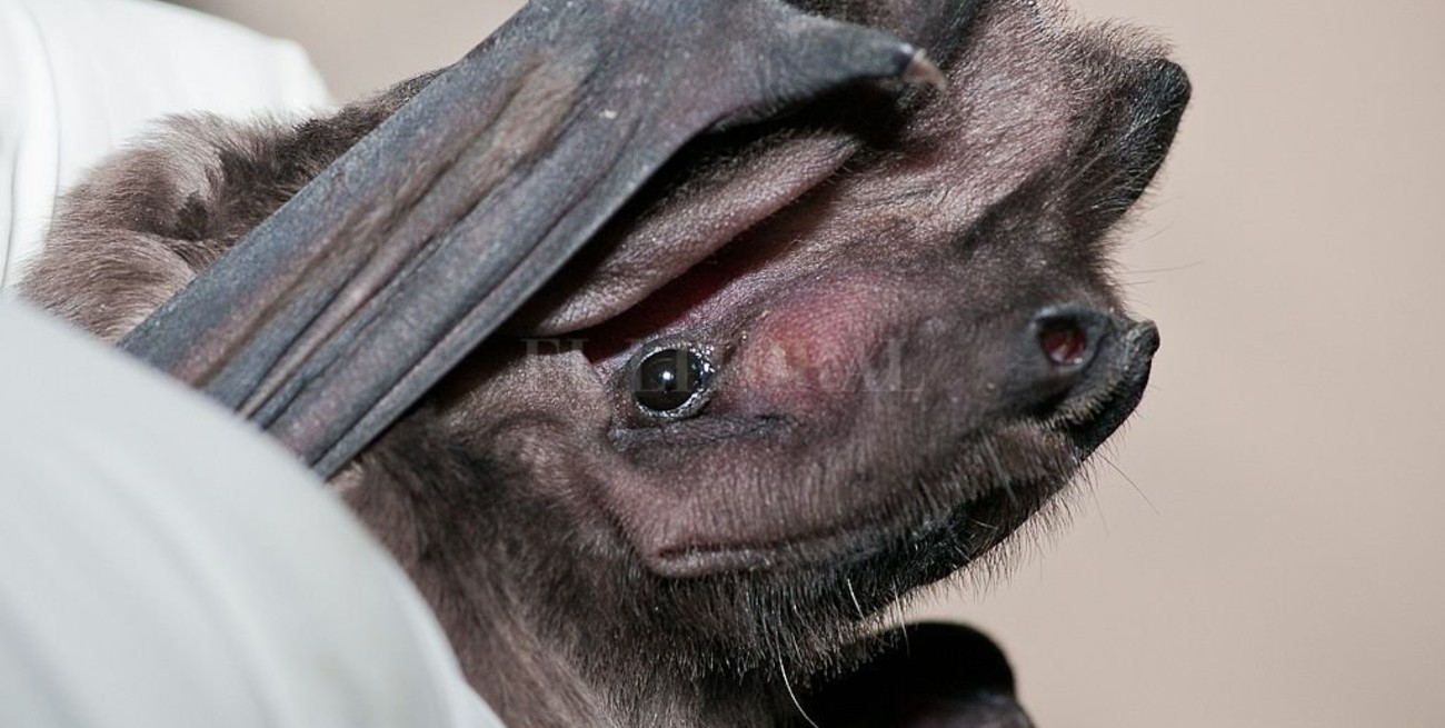 Bloquean un caso de rabia en Santo Tomé