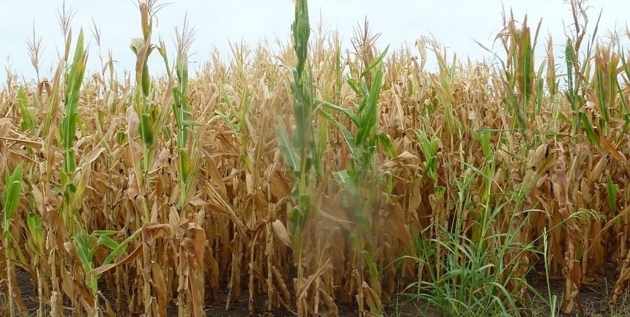 El maíz sigue sufriendo la falta de lluvias