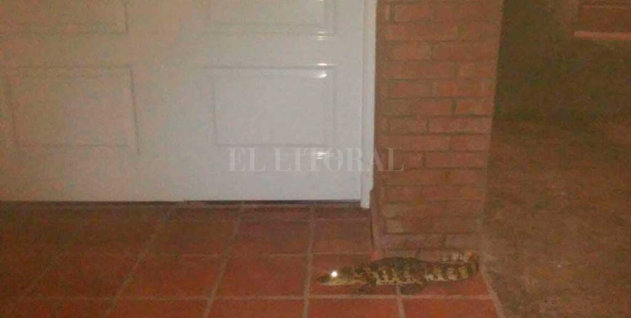 Con un yacaré en la puerta de la casa