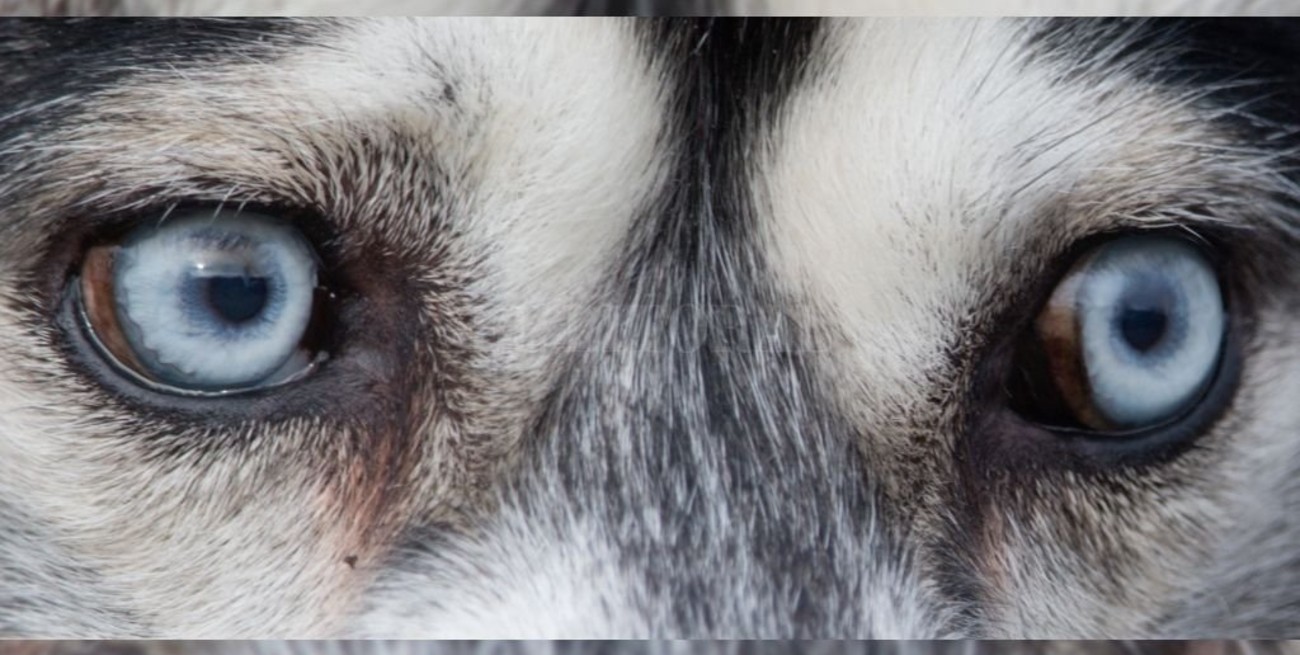 ¿Por qué los huskies siberianos tienen los ojos azules?