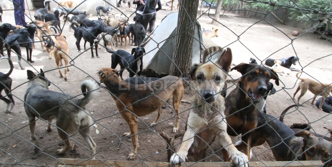 Amenazan con matar a los perros del refugio