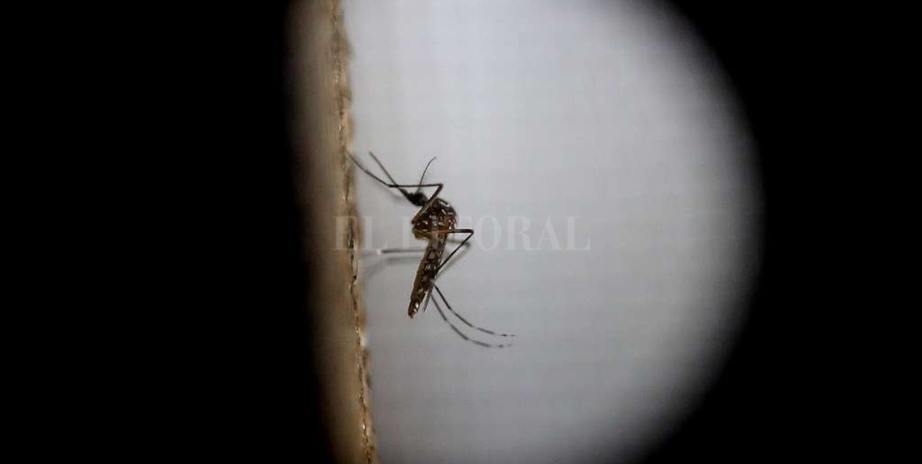 Hallan en Argentina una variable genética única del mosquito Aedes aegypti