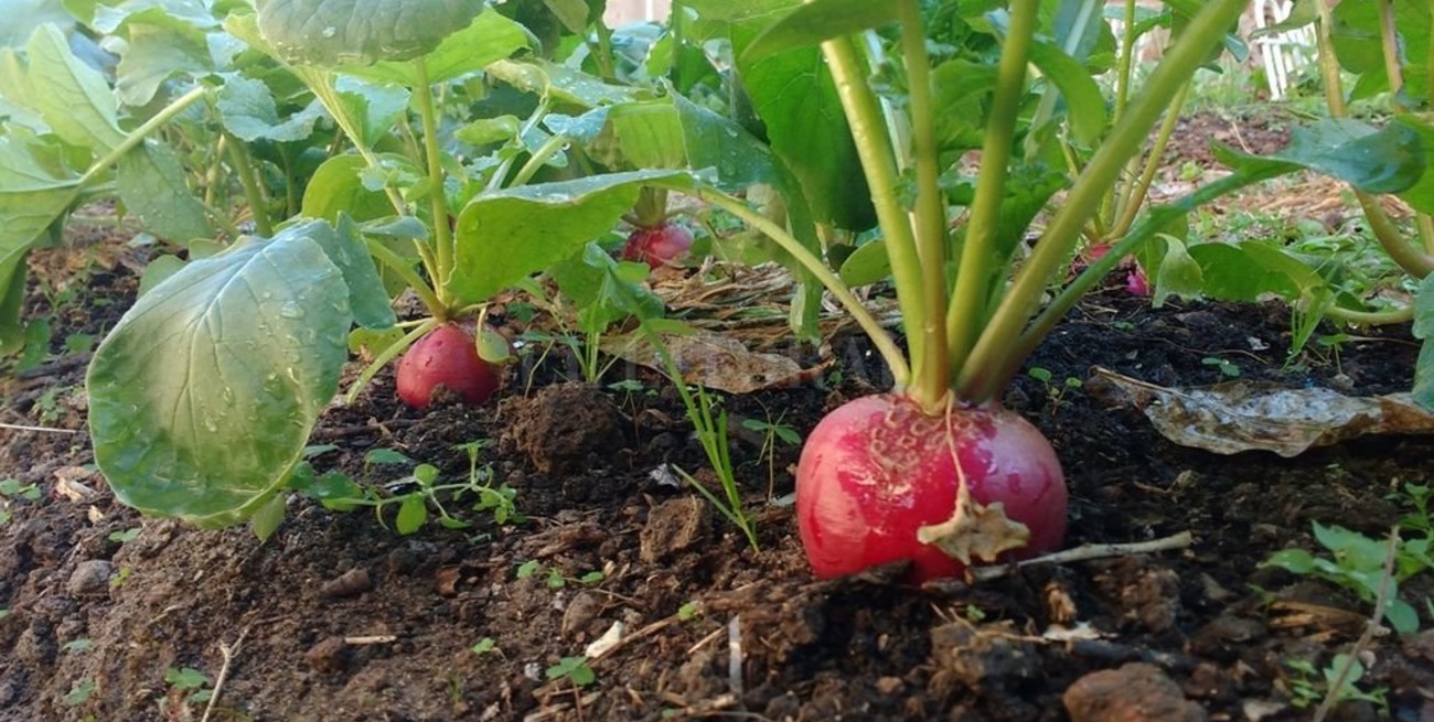 Pilar: fuerte impulso al programa "La Huerta en Casa"