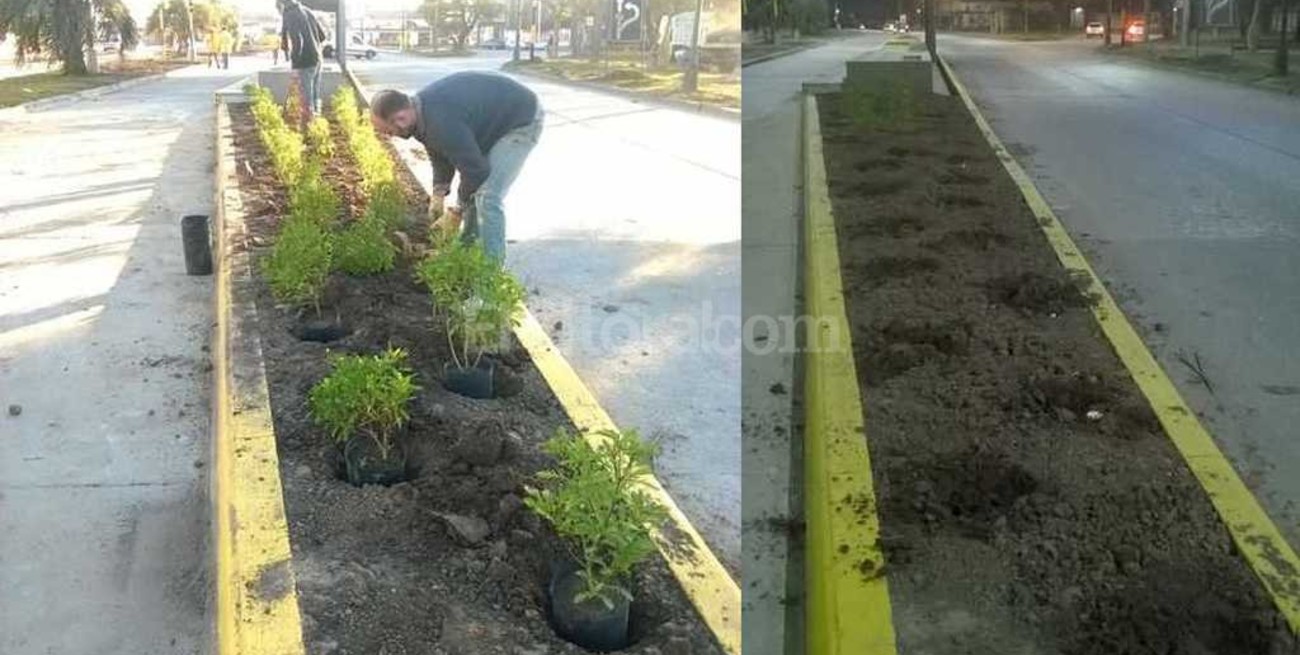 Las plantas del Metrofé no duraron ni un día