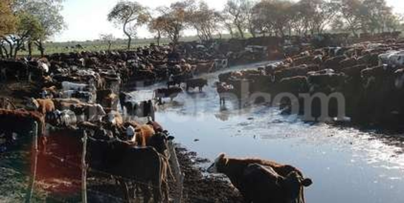 "Nos roban dos vacas por semana y las ofrecen desde el baúl de un auto"
