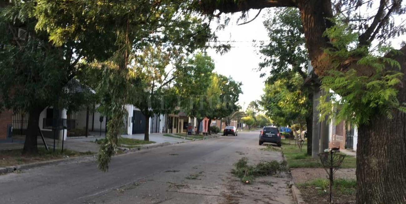 Un árbol genera reiterados inconvenientes a vecinos de María Selva
