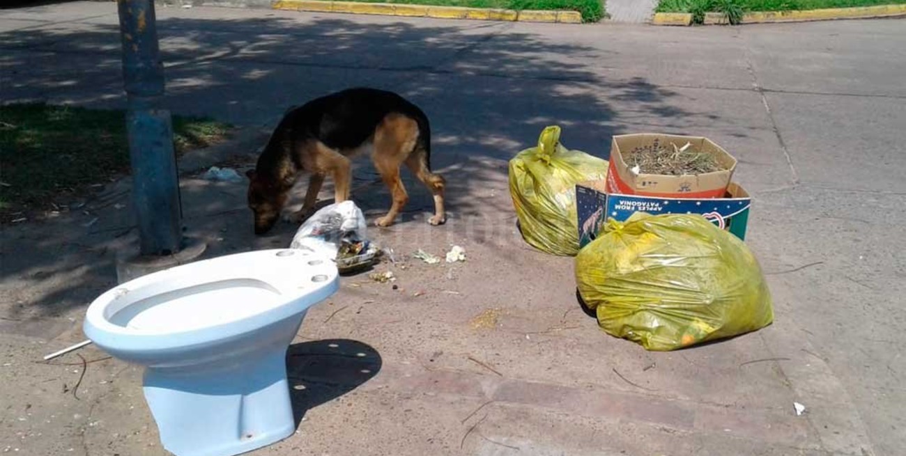 Malos vecinos en Av. Galicia