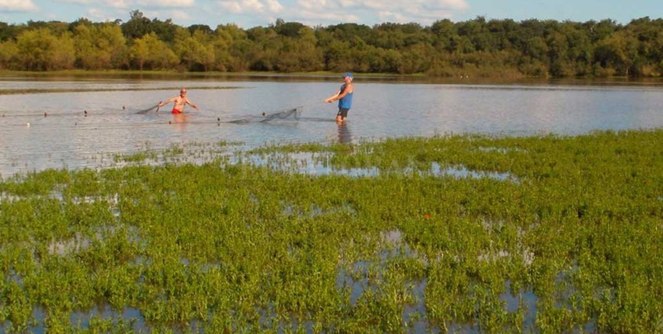 Hallan residuos de medicamentos en dorados, sábalos y bogas