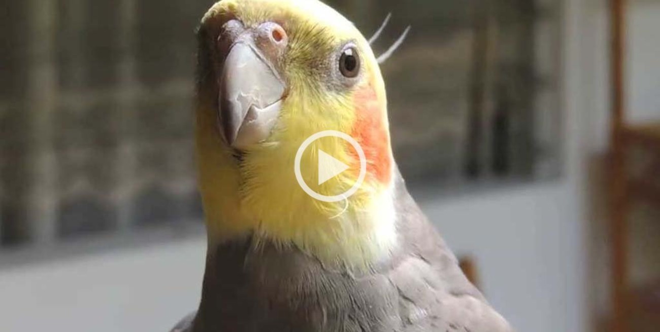 Una cacatúa imita el sonido del iphone a la perfección