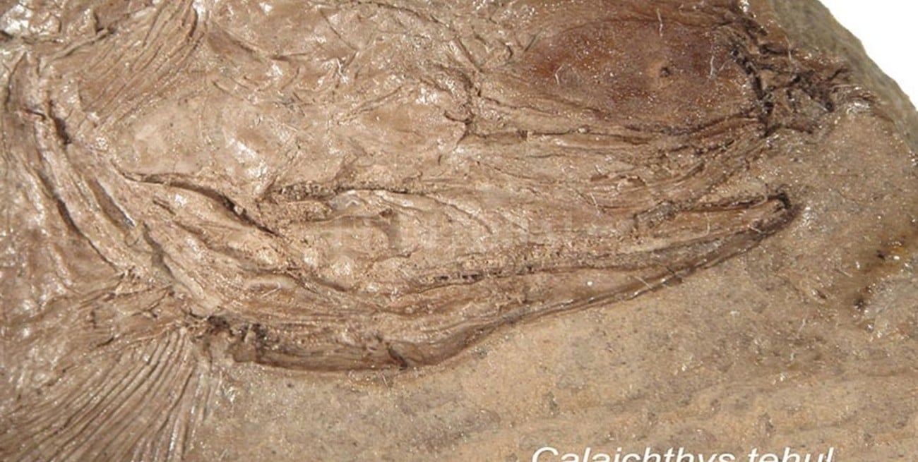 Hallan en Mendoza fósiles de un pez de hace 240 millones de años