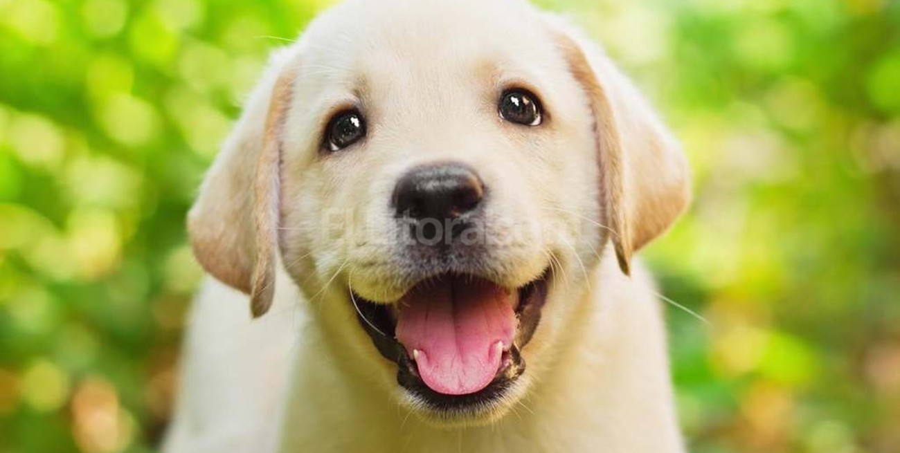 Como recompensa los perros prefieren elogios a comida