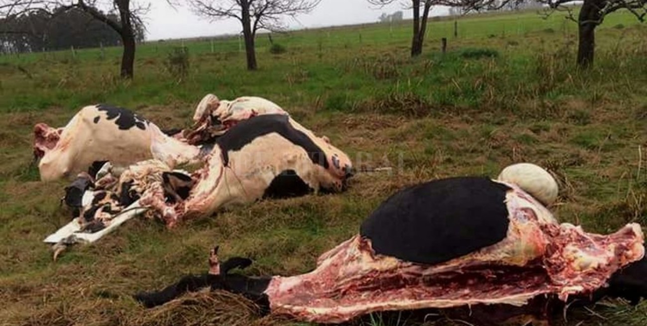 Foco de abigeato en Las Colonias