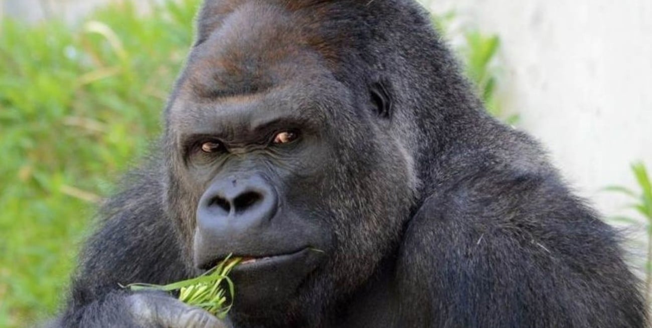 Un gorila se perdió en San Luis