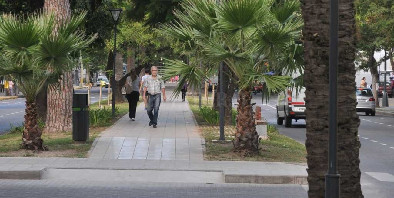 Relevan el arbolado público de la ciudad