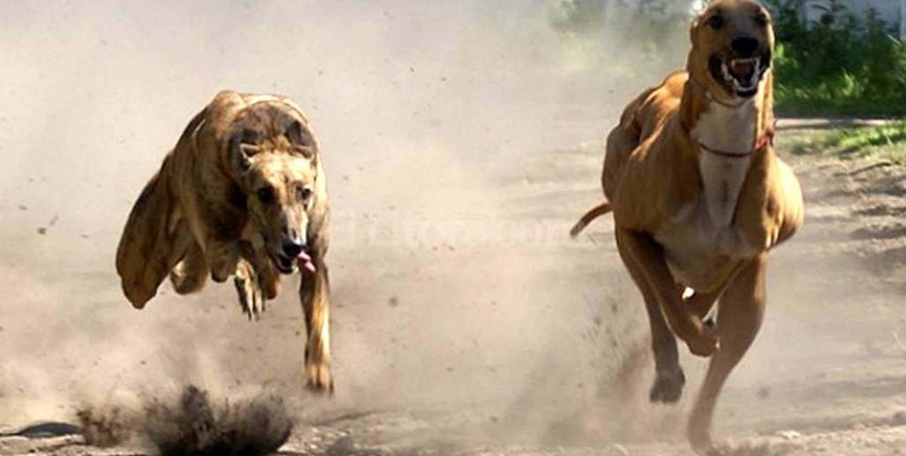 El gobierno promulgó la ley que prohíbe las carreras de galgos