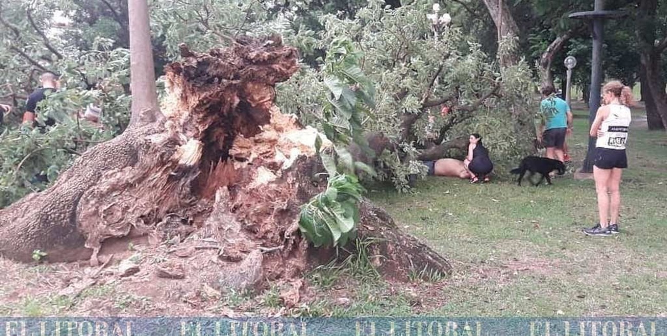 Se derrumbó un árbol en el Parque Sur y cayó encima de varias personas