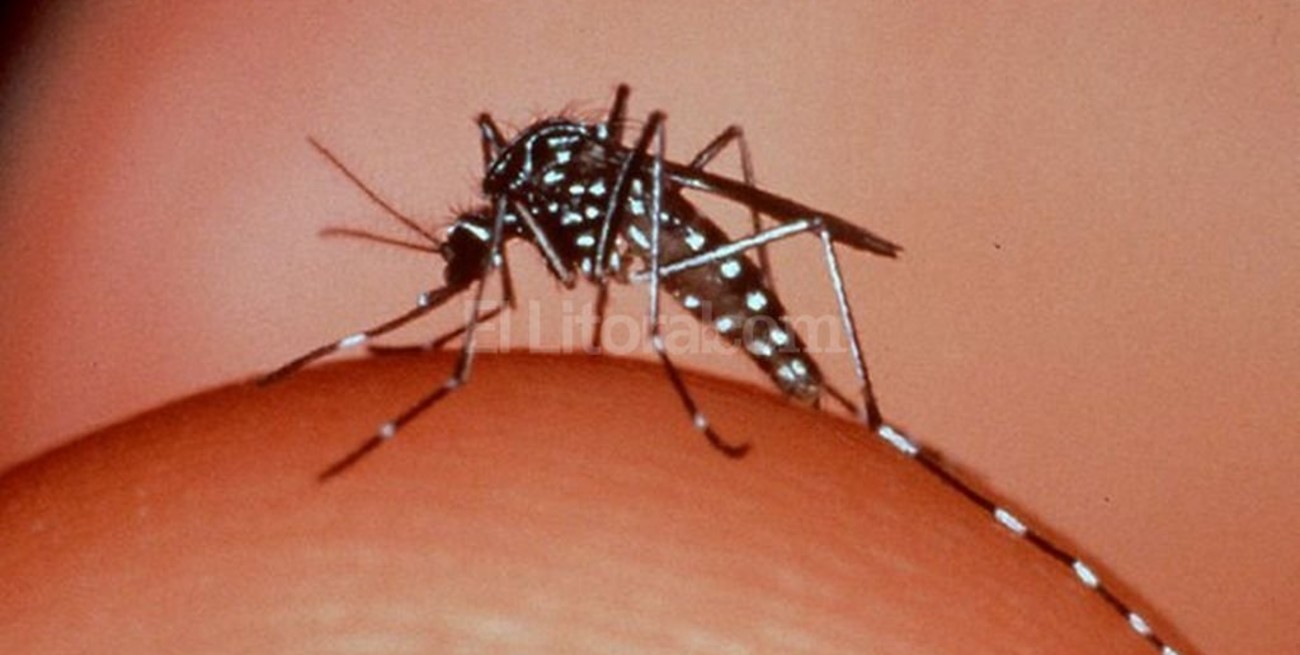 El INTA desarrolló un bioinsecticida que mata la larva del mosquito transmisor del dengue 