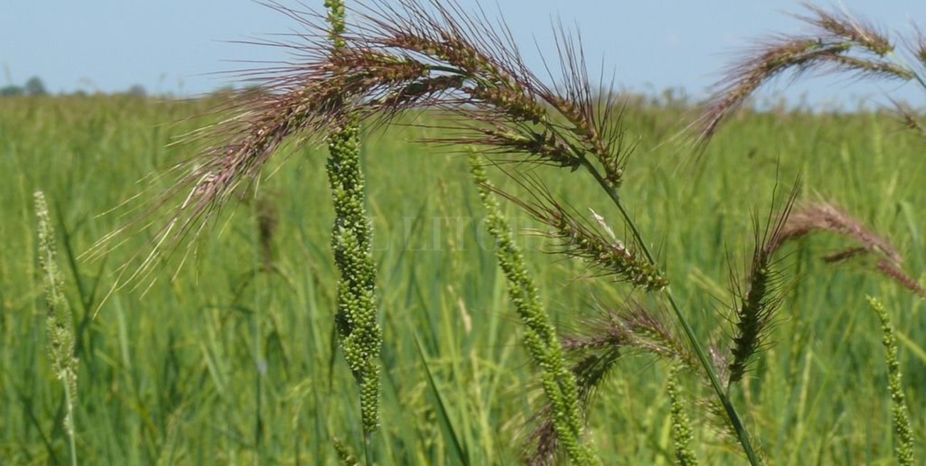 Alerta arroceros: se confirmó la resistencia a glifosato y ALS del "Capín"