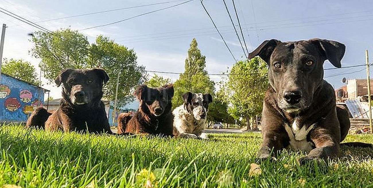 La Municipalidad de Neuquén multó a dueños de siete perros por dejarlos sueltos en la calle