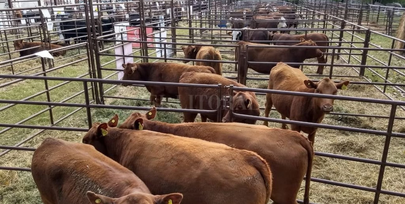 La genética bovina de Santa Fe se posiciona a nivel nacional