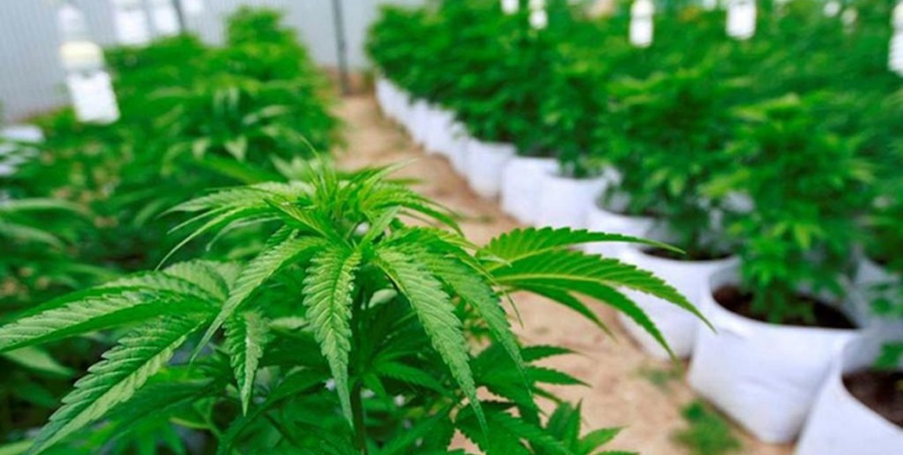 El partido del presidente de México propuso una ley para liberar la marihuana 