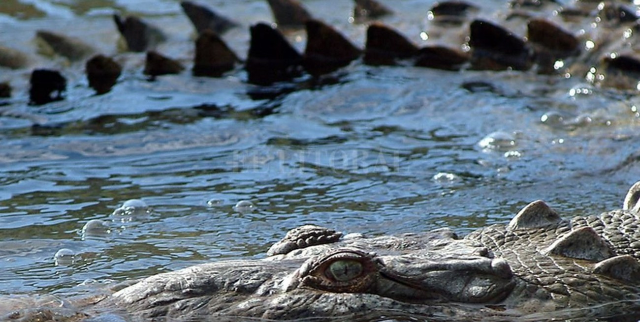 Cocodrilo devoró a una mujer y su bebé en un lago de Uganda