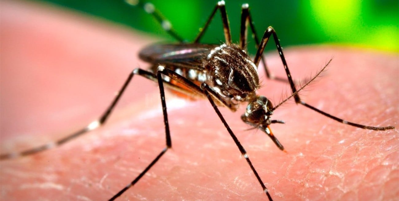 Chaco registró un caso autóctono de dengue
