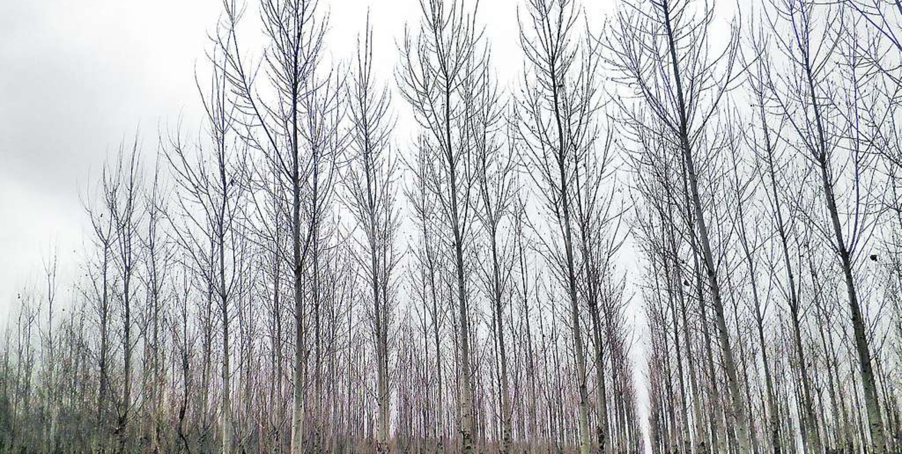 Ley del árbol: productores, a plantar