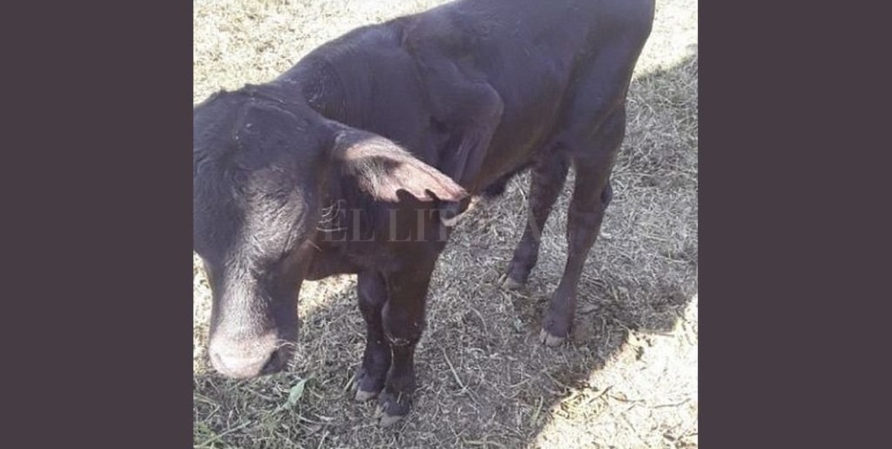 Nació un ternerito con seis patas en Intiyaco