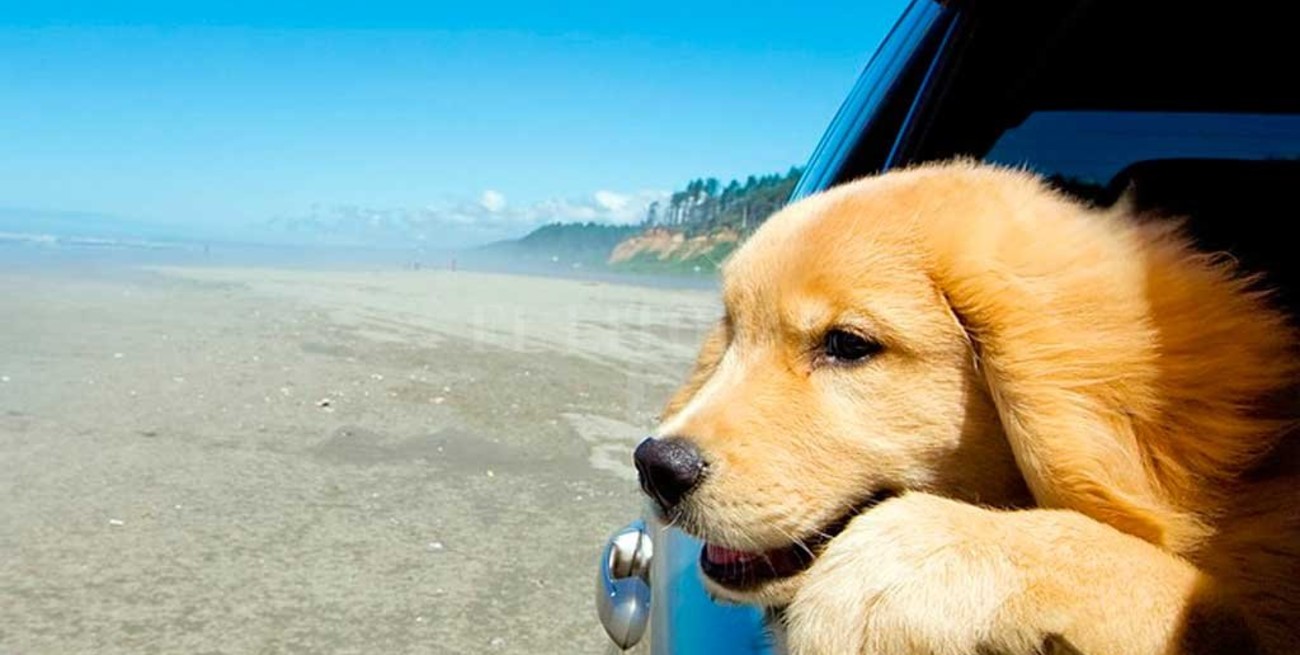 Sistema online para realizar certificación de viaje al exterior con mascotas