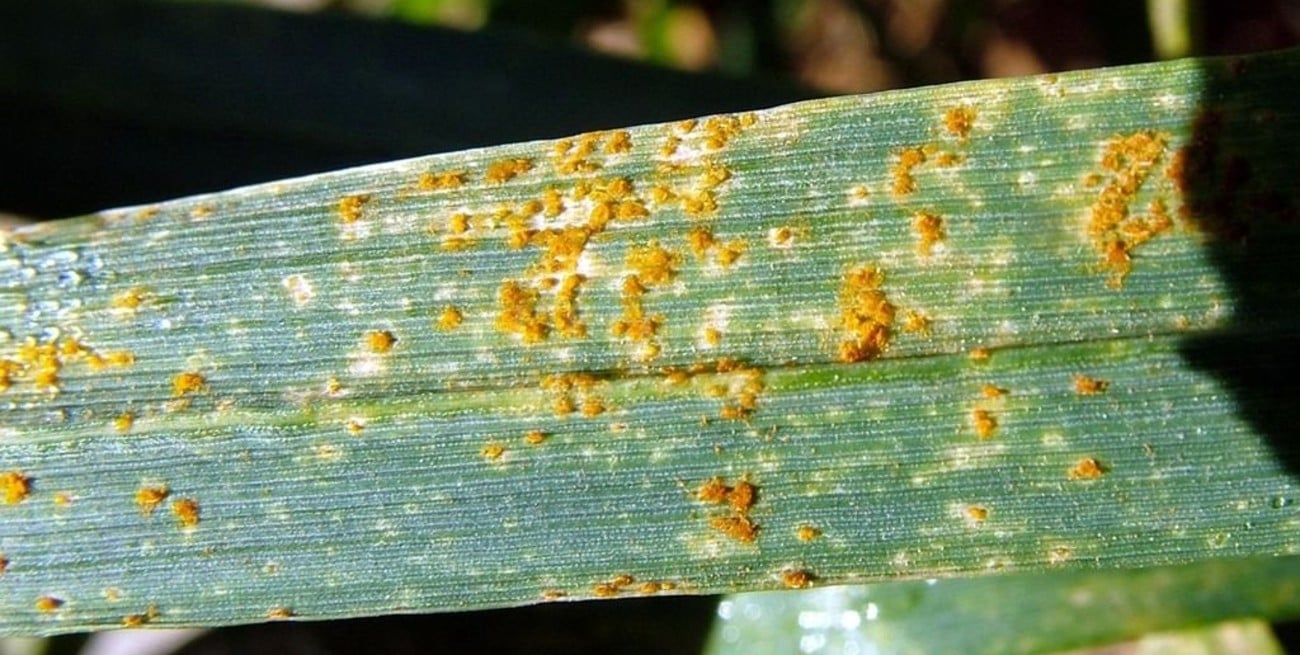 Alertan de presencia de roya anaranjada en el 40% de lotes de trigo 