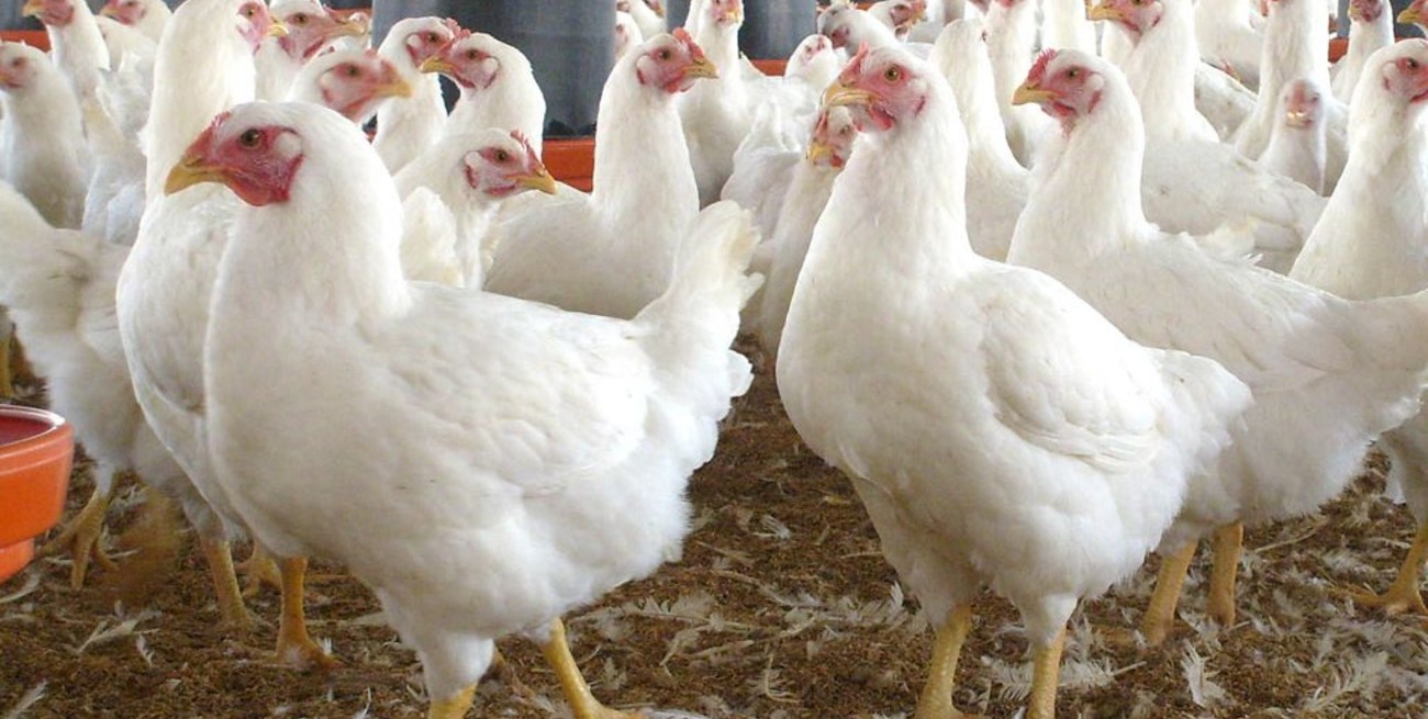 Desmienten que se utilicen hormonas en pollos