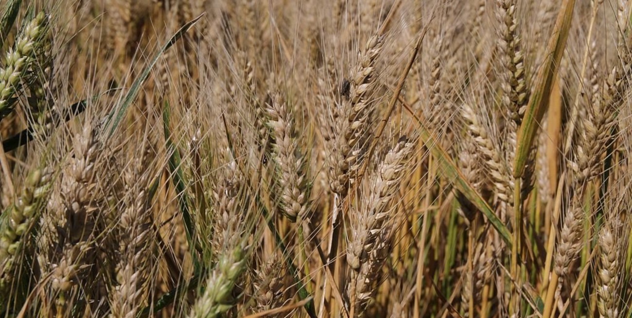 El precio del trigo se multiplica por 7 desde que sale del campo hasta convertirse en pan