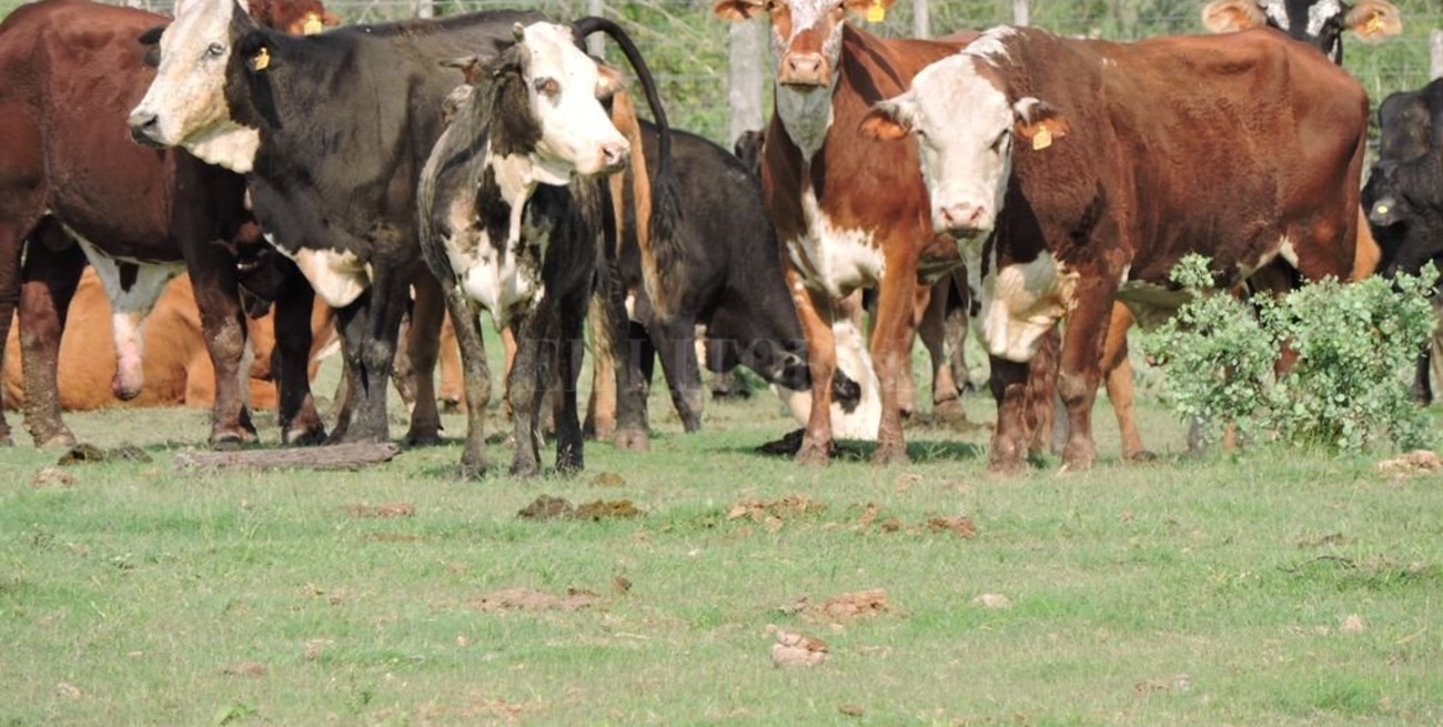 El norte santafesino, entre las áreas agropecuarias más deprimidas del país