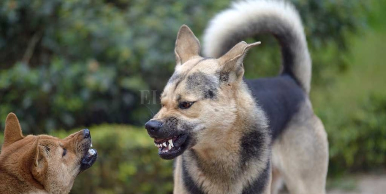 Perros peligrosos: actualmente el  registro cuenta con 40 inscriptos