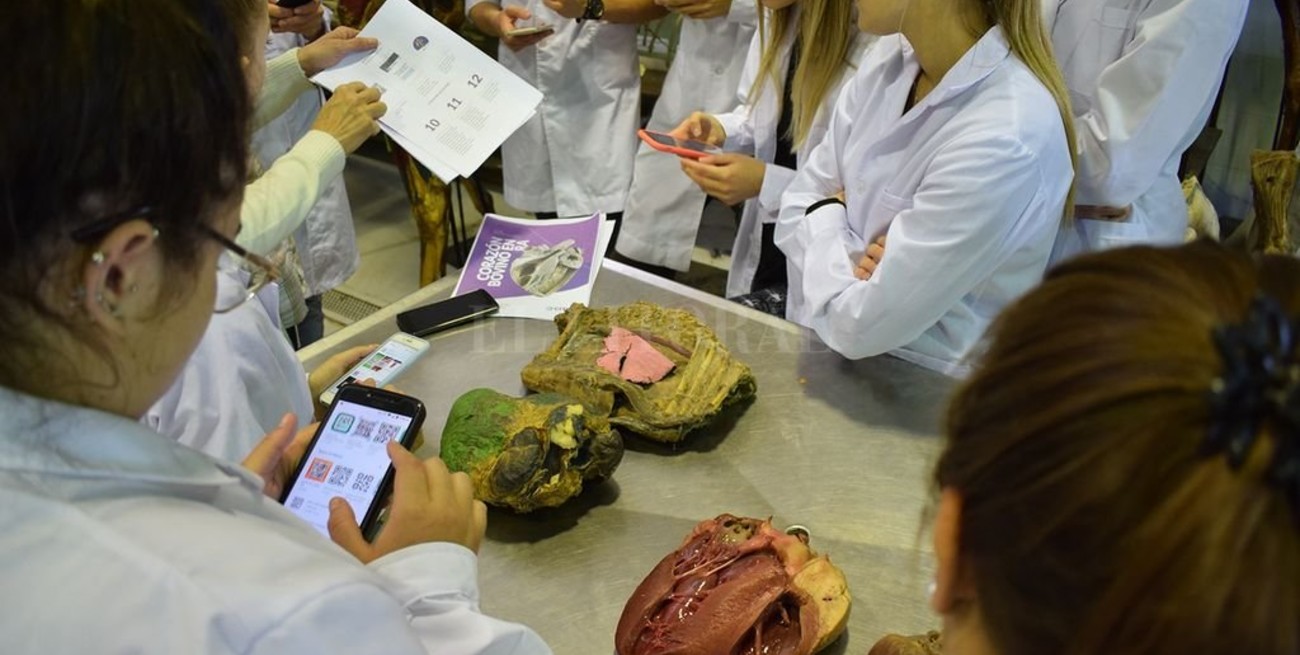 Una App de realidad aumentada para estudiar el corazón bovino